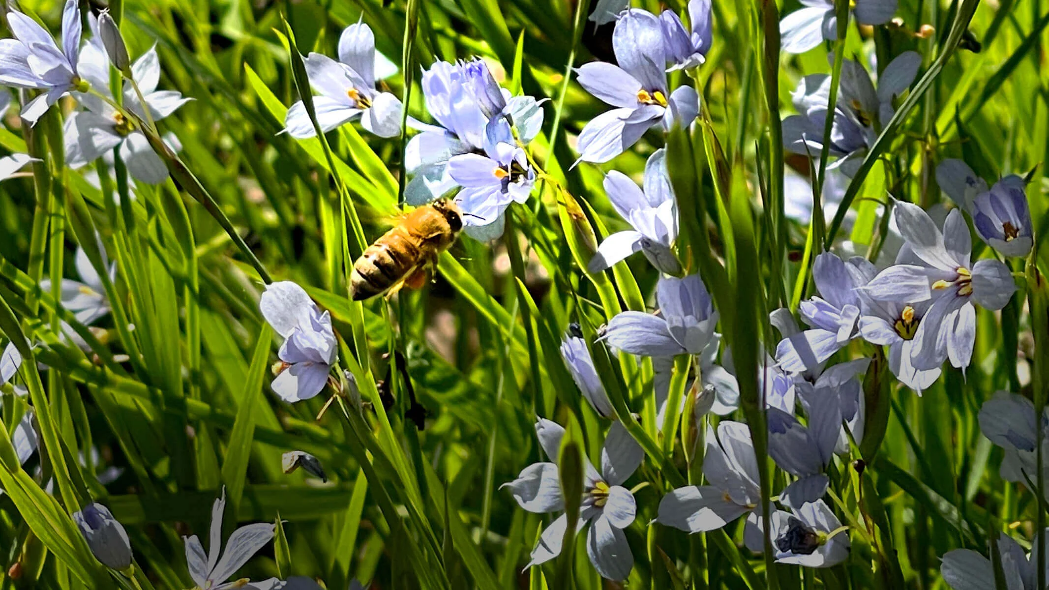 Pure Maryland Honey and Botanicals